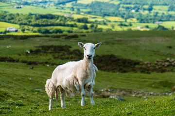 Obraz na płótnie Canvas Small Lambs on a upland Welsh hillside
