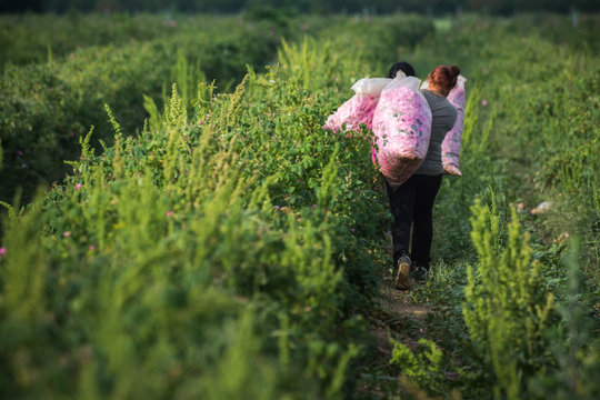 People carrying the picked from them fresh pink roses  in big transparent  sacks in the rose garden. The roses (Rosa damascena, Damask rose) are used for perfumes and rose oil. Agricultural concept.