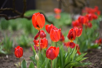 Blossoming of vibrant red tulips in country garden.