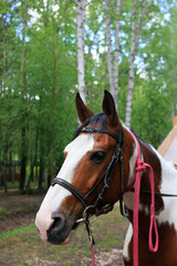 Obraz premium Horse in the forest