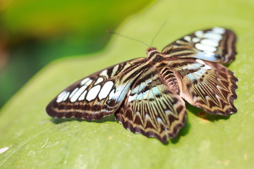 Fototapeta na wymiar The tropical butterfly.