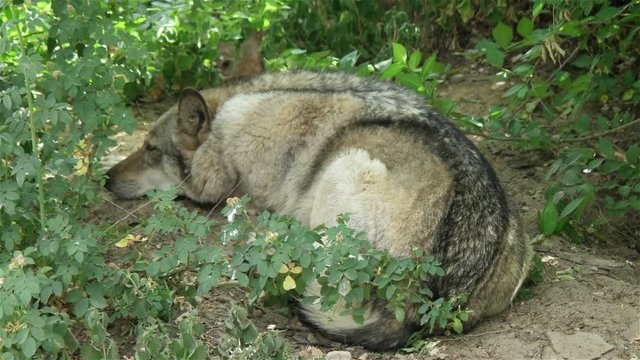 wolf is sleep