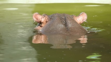 hippo emerges from the water