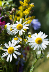 Wild flowers in meadow nature. A natural summer background with wildflowers of camomiles and other flowers in a meadow in sunlight close up with a soft blurred focus.