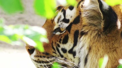tiger's head, close-up