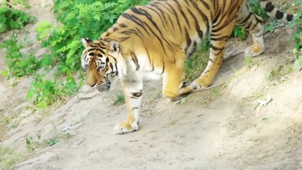 tiger walks, slow motion