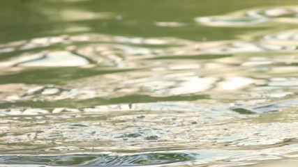 hippopotamus dives in river