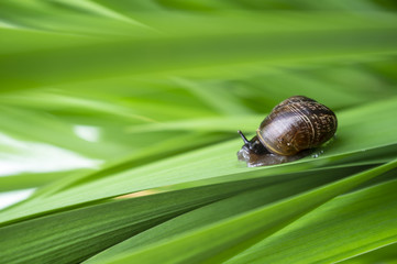 Little cute snail crawls along the lush green grass, sunny summer day. Close-up.
