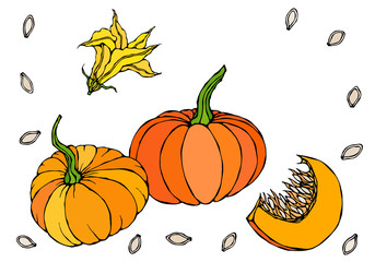 Orange Pumpkin Vegetable with Flower and Seeds, Half of Pumpkin. Realistic Hand Drawn Illustration. Savoyar Doodle Style.