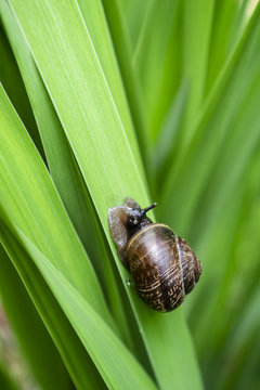 Little cute snail crawls along the lush green grass, sunny summer day. Close-up.