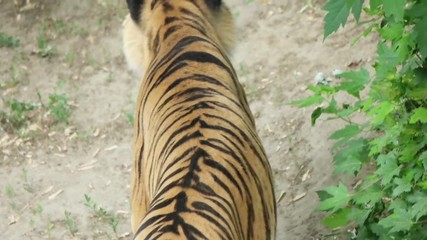 beautiful tiger is coming, slow motion