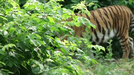 tiger goes and looks in the bushes, slow motion
