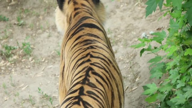 beautiful tiger is coming, slow motion