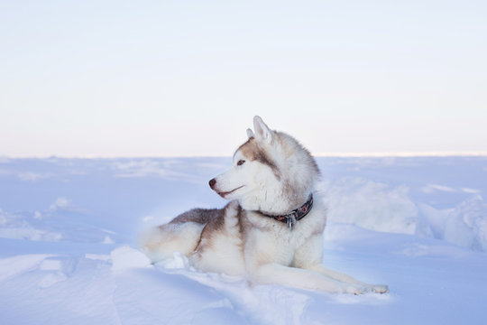 Profile portrait of beautiful dog breed husky is lying on the snow at sunset. Image of Siberian husky is on the ice floe of the frozen sea