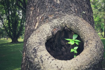 A little green tree born and growing on the big tree. Vintage style picture.  
