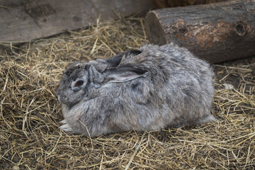 Home Grey Rabbit lies on the straw.
