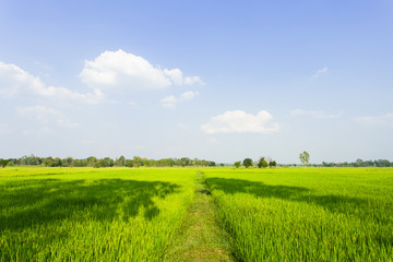 Walkway of rice field green grass and blue sky. Rice green farmer's farm. Scenic view of the landscape paddy field at thailand