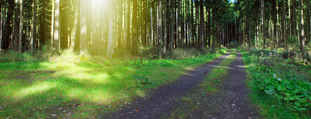 Summer forest with sun beam and road.