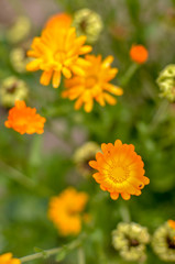 Marigold Calendula officinalis flowers on flowerbed
