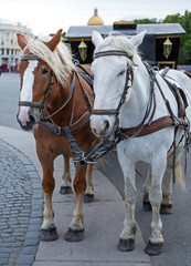 Fototapeta na wymiar Two horses, white and bay, harnessed to a vintage coach with harness at the city street and old buildings