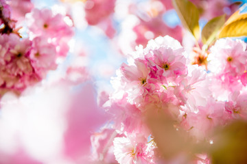 selective focus of pink flowers on branches of cherry blossom tree