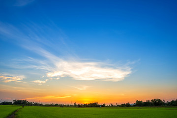 blue sky background texture with white clouds sunset,beautiful green cornfield.