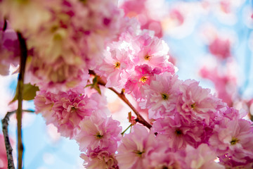 close up view of pink flowers on branches of sakura tree