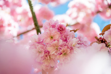 Selective focus of flowers on branches of sakura tree