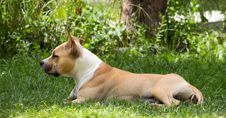 American Staffordshire Terrier dog resting on a grass