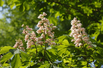 Kastanienblüten auf  Baumzweigen