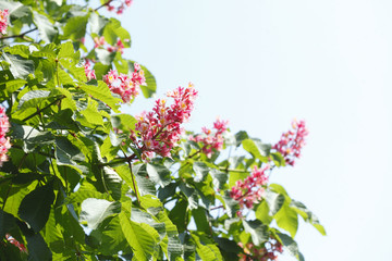 Kastanienblüten auf  Baumzweigen