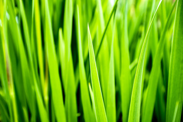 Fototapeta na wymiar Juicy green grass, summer day. Close-up. Wallpaper.