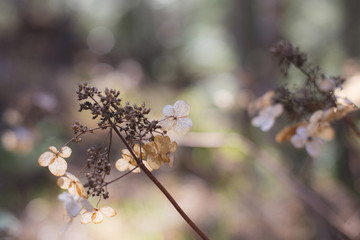 Image of Dry hydrangea arborescens flowers in the forest at sunset. Natural background
