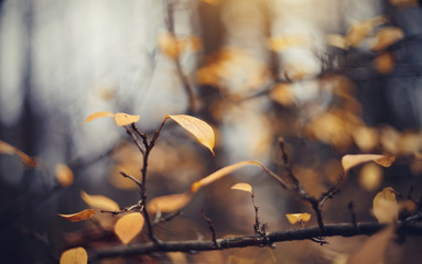 Autumn background with yellow leaves on branches of a cotoneaster