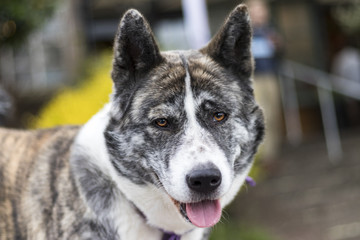 big friendly dog face close up