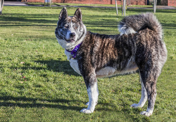Japanese Akita dog standing on grass in a park