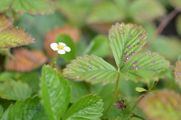 Full-blown flower of strawberry in summer