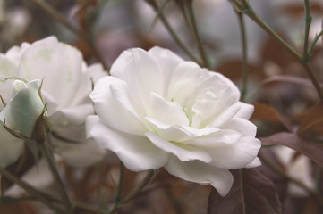 Beautiful bush flowers, white garden roses in the evening light on a dark background. Gothic style