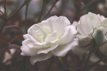 Beautiful bush flowers, white garden roses in the evening light on a dark background. Gothic style