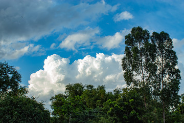 Obraz premium The beauty of the sky and trees.