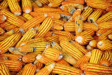 Dry corn for livestock