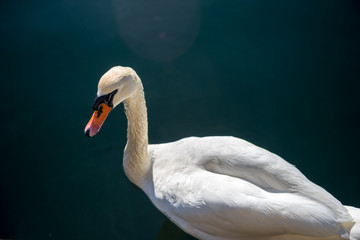 close-up view of beautiful white swan swimming on water