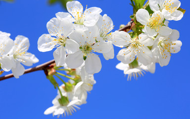 spring cherry tree twig