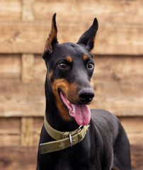 dog looking at a wooden background