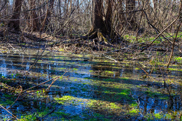 Swamp in forest