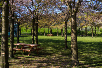 Fototapeta na wymiar wooden tables and benches between beautiful trees in park, copenhagen, denmark