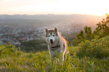 Image of free and prideful beige and white Siberian Husky dog standing on the hill in the green grass at sunset on mountains and the city background