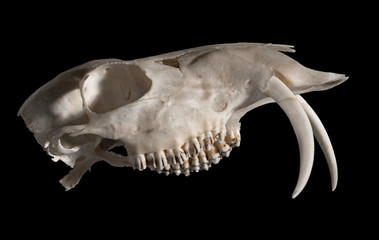Skull of a Siberian musk deer (Moschus moschiferus)