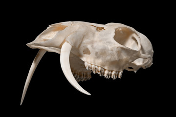 Skull of a Siberian musk deer (Moschus moschiferus)