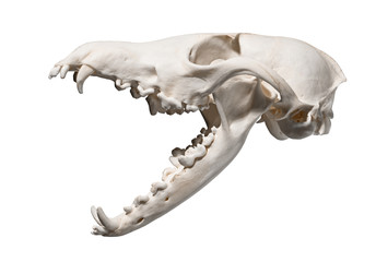 Skull of a red fox (Vulpes vulpes) on a white background